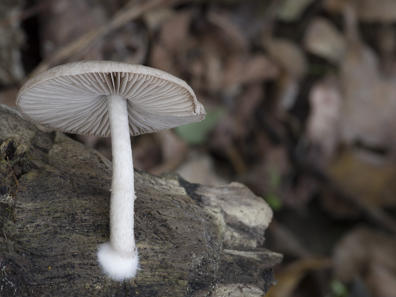 Psathyrella melanthina